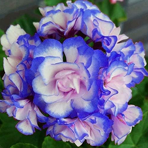 Blue Pink Geranium Flower Seeds for Planting – Heirloom, Non-GMO, High Germination Organic Garden Seeds