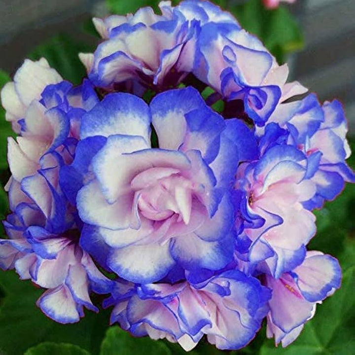 Blue White Geranium Pelargonium Flower Seeds for Planting – Wildflower Mix, Heirloom Non-GMO Seeds