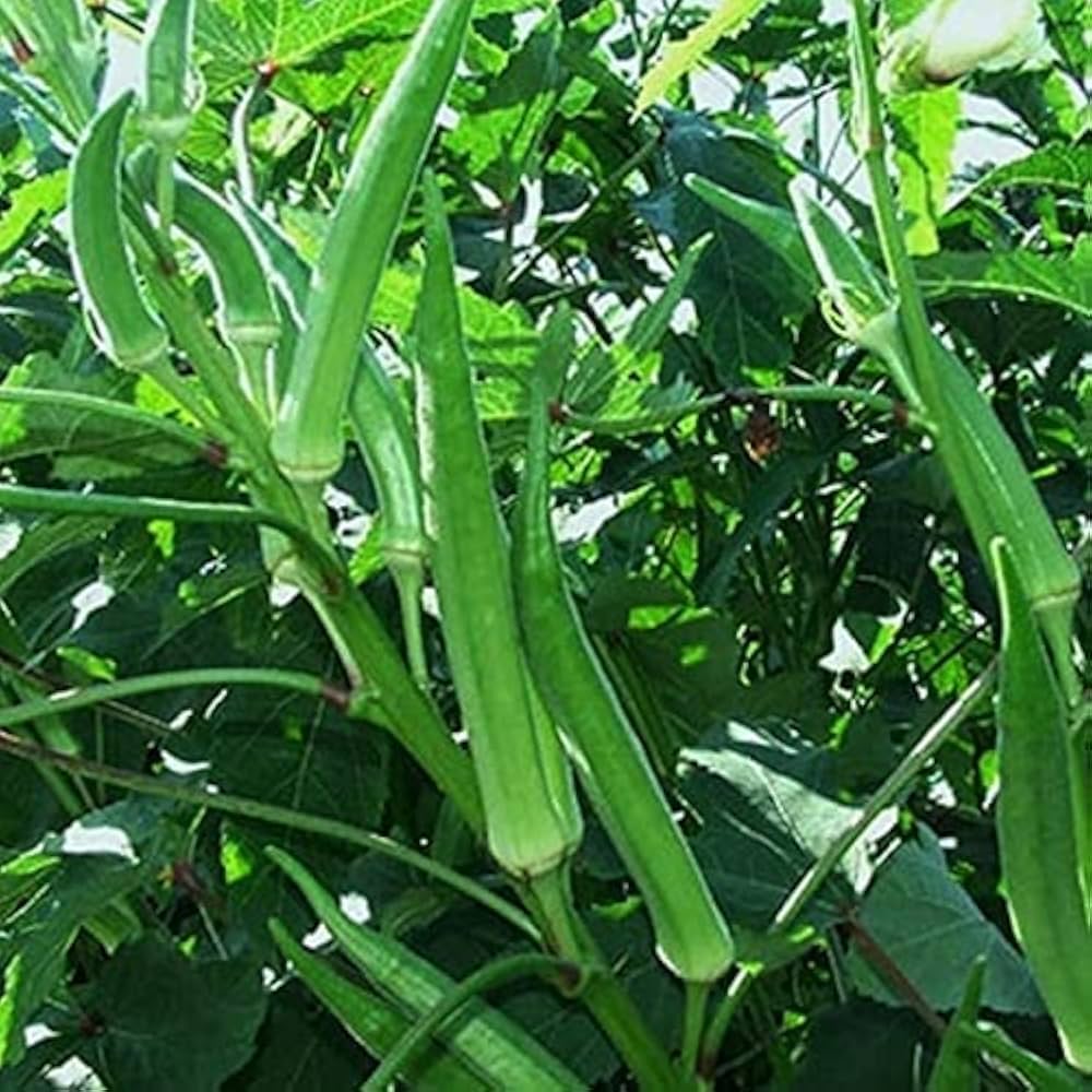 Okra (Winter Variety) Seeds for Planting – Heirloom, Non-GMO Vegetable Seeds for Home Garden, High Yield & Heat Tolerant Variety