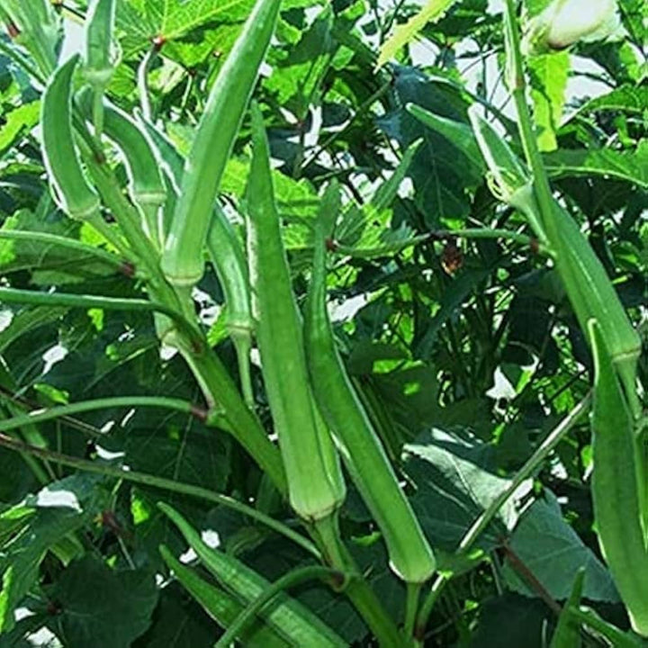 Okra (Winter Variety) Seeds for Planting – Heirloom, Non-GMO Vegetable Seeds for Home Garden, High Yield & Heat Tolerant Variety