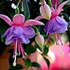 Fuchsia Light Violet Flower Seeds for Planting – Heirloom, Non-GMO, High Germination Organic Garden Seeds, Long Bloom Season