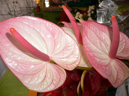 Light Pink Anthurium Perennial Flower Seeds for Planting 100 pcs - Sun Loving, Heirloom & GMO Free Seeds for Home Garden