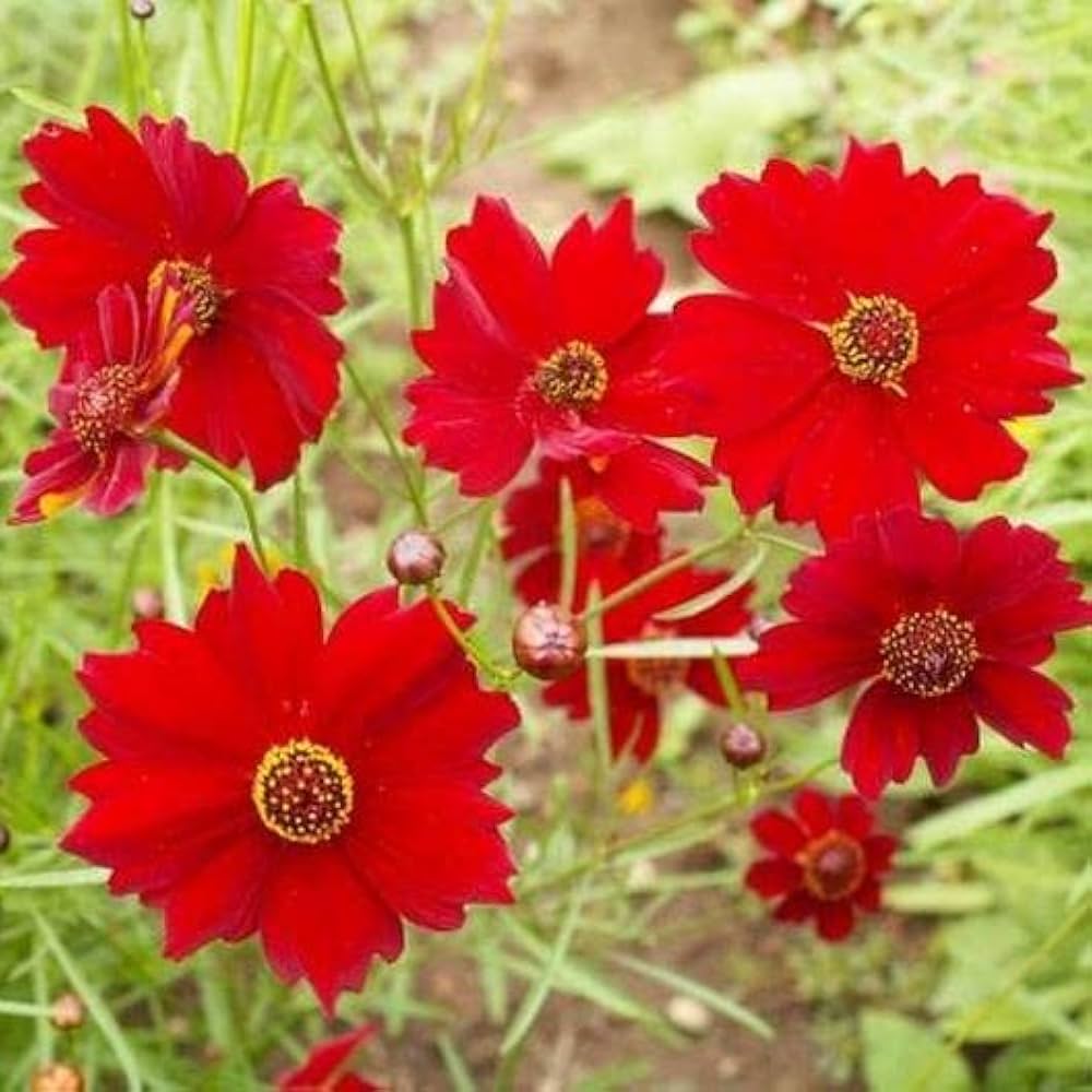 Flower Seeds, Seeds,Seeds For Planting,Plant Seeds