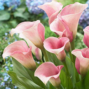 Flower Seeds, Seeds,Seeds For Planting,Plant Seeds