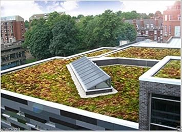 Flower Seeds, Seeds,Seeds For Planting,Plant Seeds