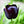 Black Tulip Flower seeds for Planting - Easy to Grow, Heirloom & GMO Free Seeds for Home Garden, 100pcs