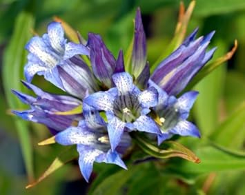 Flower Seeds, Seeds,Seeds For Planting,Plant Seeds