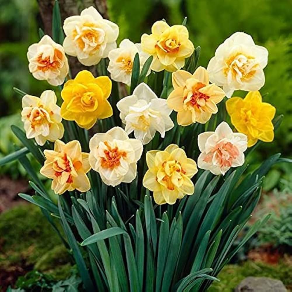 Yellow Double Petals Narcissus Daffodil Seeds for Planting Heirloom Non-GMO Organic Garden Seeds