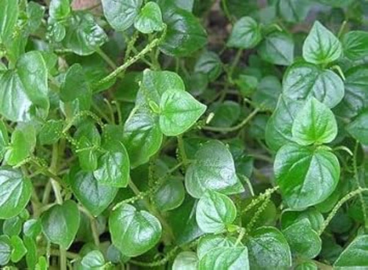 Flower Seeds, Seeds,Seeds For Planting,Plant Seeds