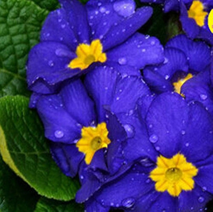 Purple Yellow Primula Malacoides Seeds for Planting | Heirloom Non-GMO Organic Garden Seeds