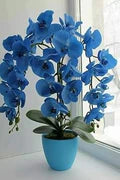 Butterfly Orchids Flower Seeds for Planting - Heirloom, Non-GMO, High Germination Organic Garden Seeds