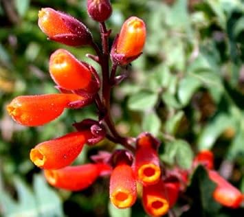 Flower Seeds, Seeds,Seeds For Planting,Plant Seeds