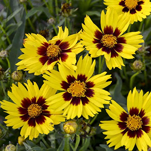 Berry Chiffon Coreopsis Flower Seeds for Planting 100 pcs - Sun Loving, Heirloom & GMO Free Seeds for Home Garden