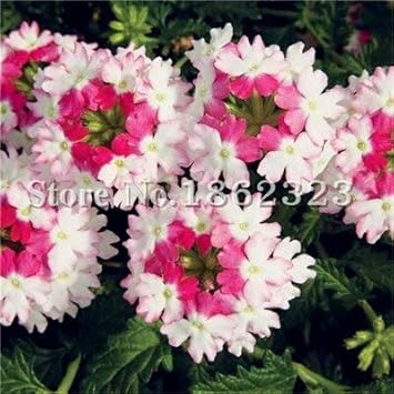 Flower Seeds, Seeds,Seeds For Planting,Plant Seeds