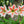 Amaryllis White Orange Flower Seeds – Compact Growth, Heirloom & Non-GMO Garden Seeds