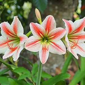 Rose Flower Seeds for Planting White – Long Bloom Season, Heirloom & Non-GMO, High Germination Organic Garden Seeds