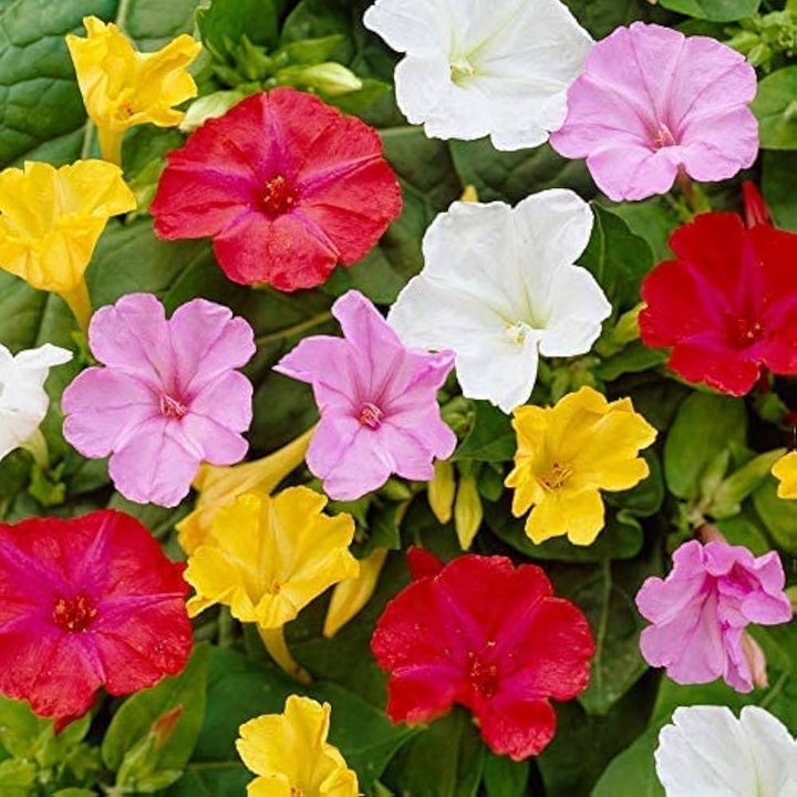 Mixed Jalapa Flower Seeds for Planting – Heirloom, Non-GMO, Drought-Tolerant Organic Garden Seeds