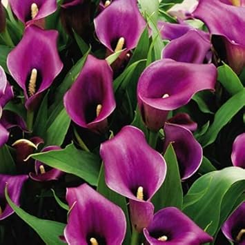 Flower Seeds, Seeds,Seeds For Planting,Plant Seeds