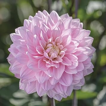 Flower Seeds, Seeds,Seeds For Planting,Plant Seeds