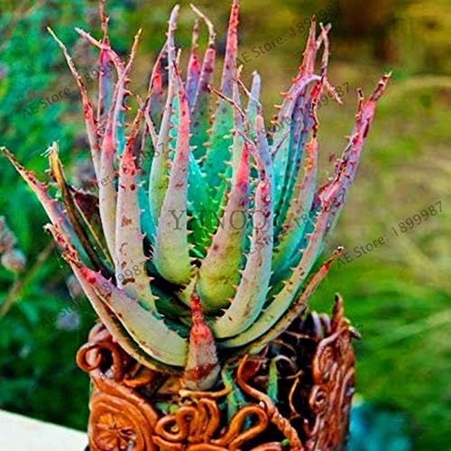 Fresh Edible Aloe Vera herb seeds for planting - Heirloom & Non-GMO garden seeds, sky blue variety for home gardens