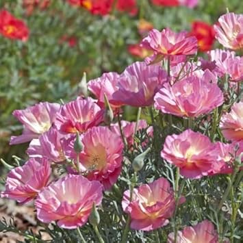Pink Eschscholtzia (California Poppy) Flower Seeds for Planting – Heirloom & Non-GMO Delicate Blooms for Garden Beds & Wildflower Meadows
