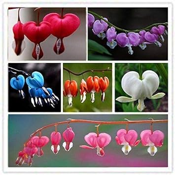 Flower Seeds, Seeds,Seeds For Planting,Plant Seeds