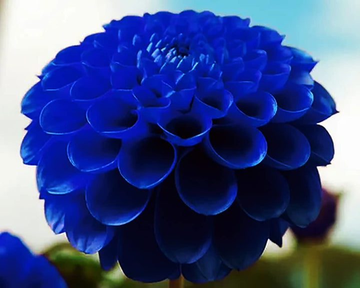 Dark Blue Dahlia Flower Seeds for Planting – Heirloom, Non-GMO, High Germination Organic Garden Seeds
