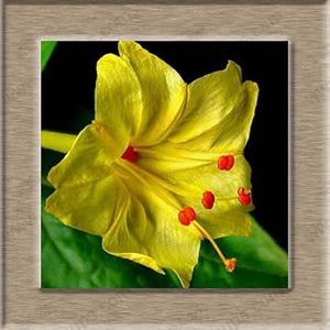 Flower Seeds, Seeds,Seeds For Planting,Plant Seeds