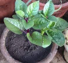 Vegetable Seeds,Garden seeds, Seeds For Planting,Plant Seeds