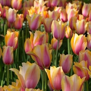 Flower Seeds, Seeds,Seeds For Planting,Plant Seeds