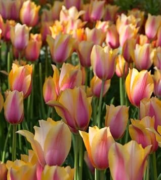 Flower Seeds, Seeds,Seeds For Planting,Plant Seeds