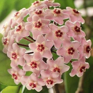 Flower Seeds, Seeds,Seeds For Planting,Plant Seeds