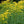 Flower Seeds, Seeds,Seeds For Planting,Plant Seeds