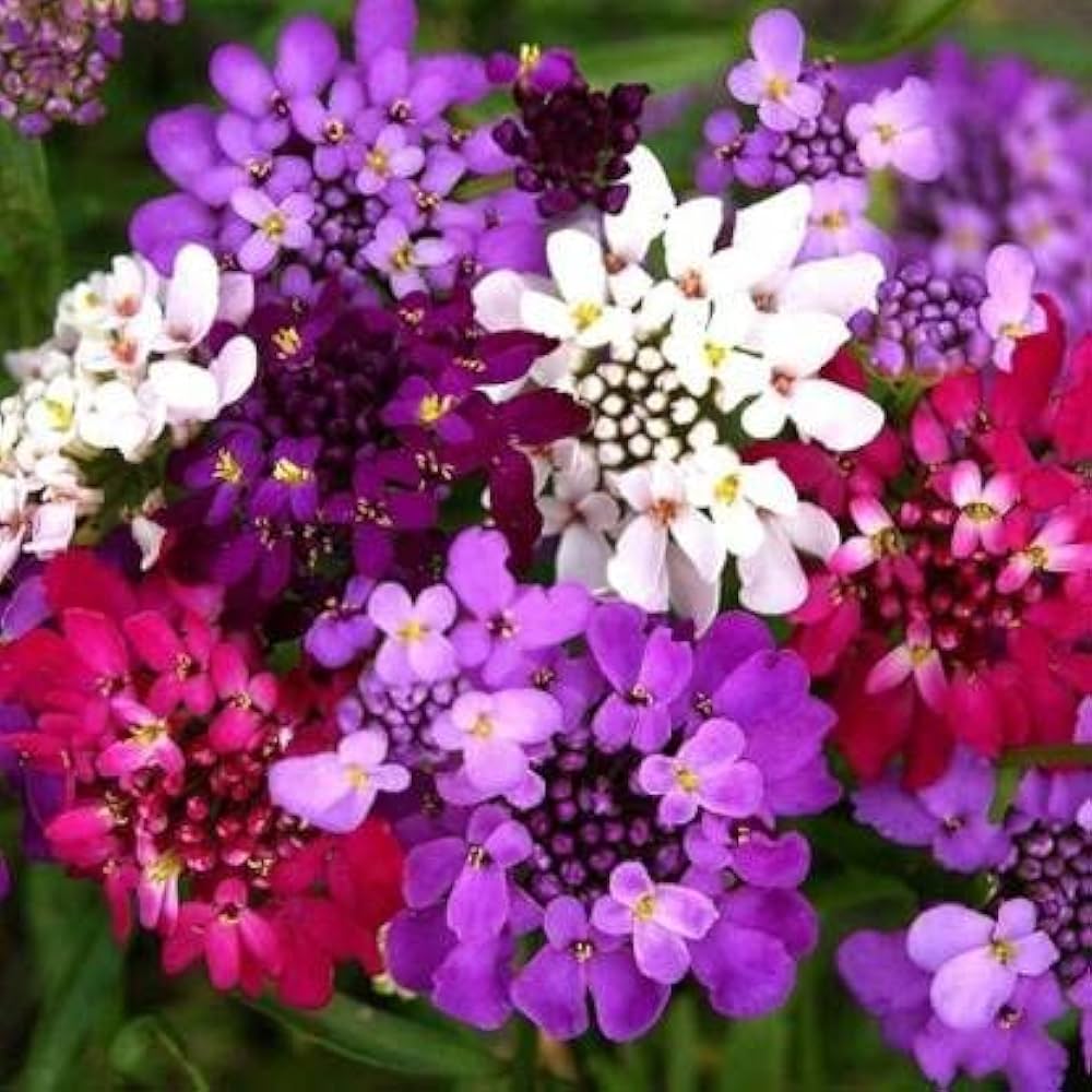 Candytuft Flower Seeds for Planting – Heirloom, Non-GMO, High Germination Organic Garden Seeds