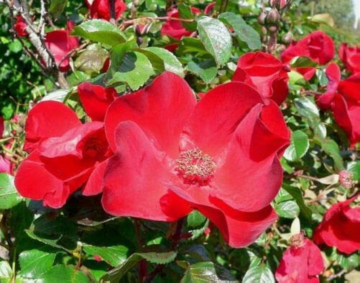 Rugosa Flower Seeds for Planting – Heirloom, Non-GMO, Cottage Garden Essential Organic Garden Seeds
