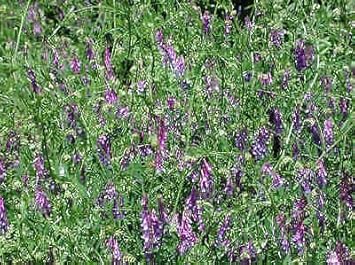 Flower Seeds, Seeds,Seeds For Planting,Plant Seeds