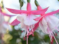 Fuchsias White Pink Flower Seeds for Planting – Heirloom, Non-GMO, Seasonal Bloomer, High Germination