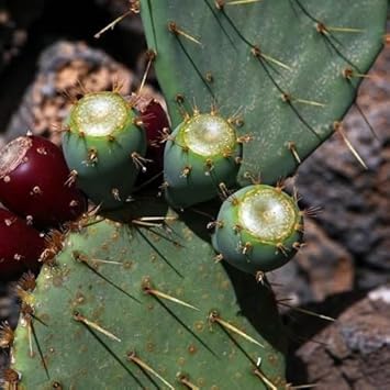 Fruit Seeds,Garden seeds, Seeds For Planting,Plant Seeds