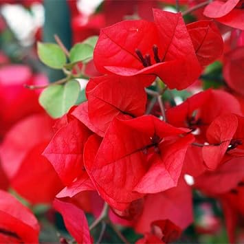 Flower Seeds, Seeds,Seeds For Planting,Plant Seeds