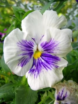 Flower Seeds, Seeds,Seeds For Planting,Plant Seeds