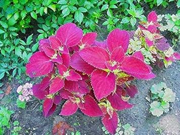 Flower Seeds, Seeds,Seeds For Planting,Plant Seeds