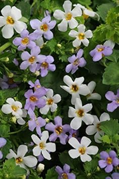 Mixed Bacopa Utopia Flower Seeds for Planting – Colorful Ground Cover, Easy to Grow