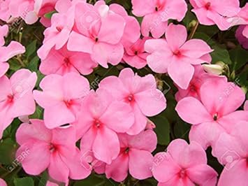 Pink Lizzie Flower Seeds for Planting – Vibrant Impatiens Seeds for Home Garden & Landscaping