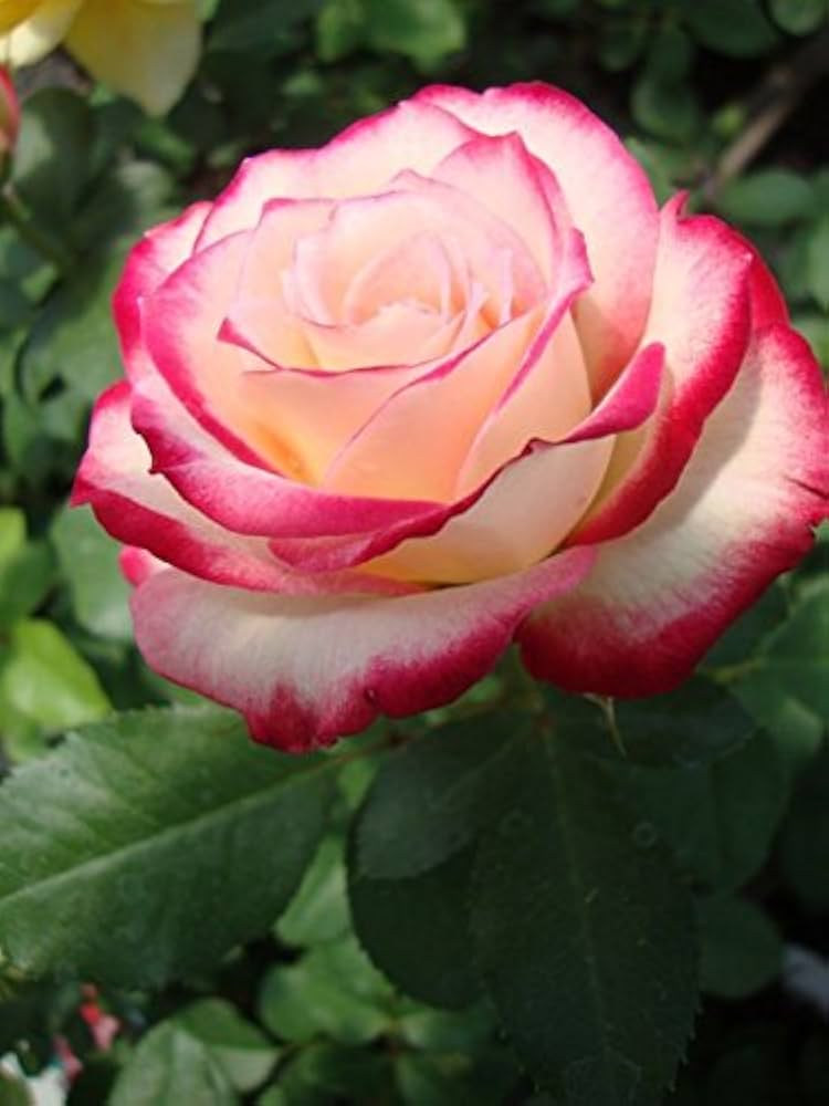 White Red Holland Rose Flower Seeds for Planting | Heirloom Non-GMO High Germination Organic Garden Seeds