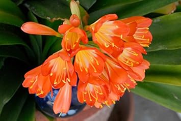 Flower Seeds, Seeds,Seeds For Planting,Plant Seeds