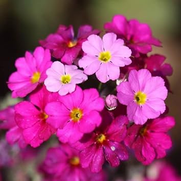 Flower Seeds, Seeds,Seeds For Planting,Plant Seeds
