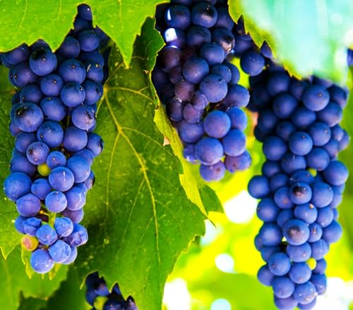 Sweet Grape fruit seeds for planting – Heirloom & Non-GMO Garden seeds