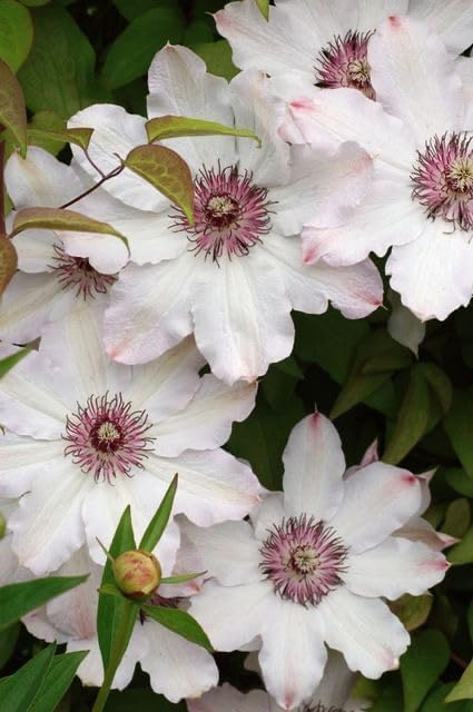 Heirloom Clematis Flower Seeds for Planting – Wildflower Mix, Heirloom & Non-GMO Home Garden Seeds
