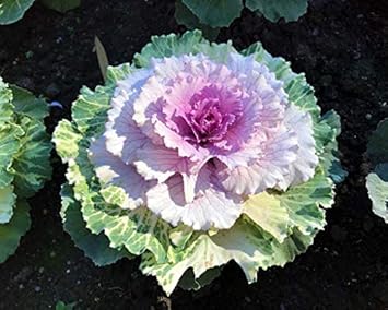 Flower Seeds, Seeds,Seeds For Planting,Plant Seeds