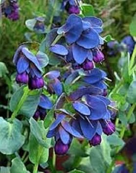 Flower Seeds, Seeds,Seeds For Planting,Plant Seeds